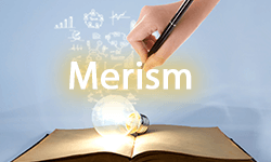 Merism-01